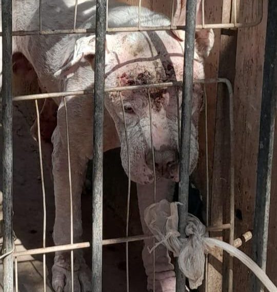 Por maltrato animal, María Isela “N” es vinculada a proceso