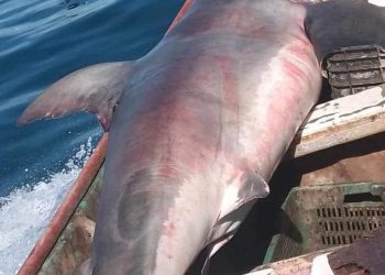 Tiburón blanco cae en redes de pescadores en Bahía de Kino