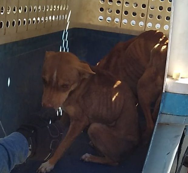 Rescatan a pareja de canes afectados por el probable delito de maltrato o crueldad animal