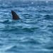 Alertan sobre la presencia de tiburones en la playa de Las Bocas