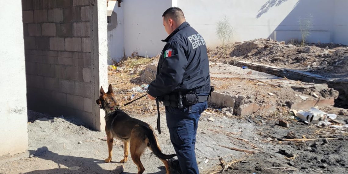 Unidad canina K-9 de la Policía Estatal fortalece la intervención operativa para prevenir y combatir el delito.