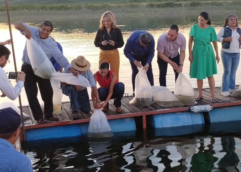 Aumenta IAES 200 por ciento la producción de tilapia en 2023