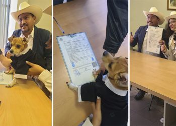 Perro chihuahua “firma” como testigo en boda de sus dueños
