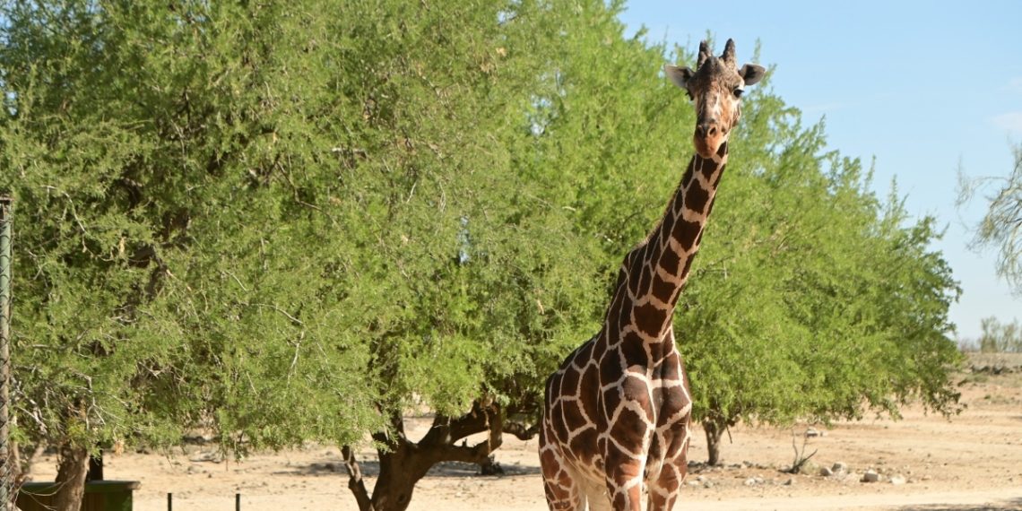 Llega a su fin la vida de la emblemática jirafa “Pancho” del Centro Ecológico de Sonora