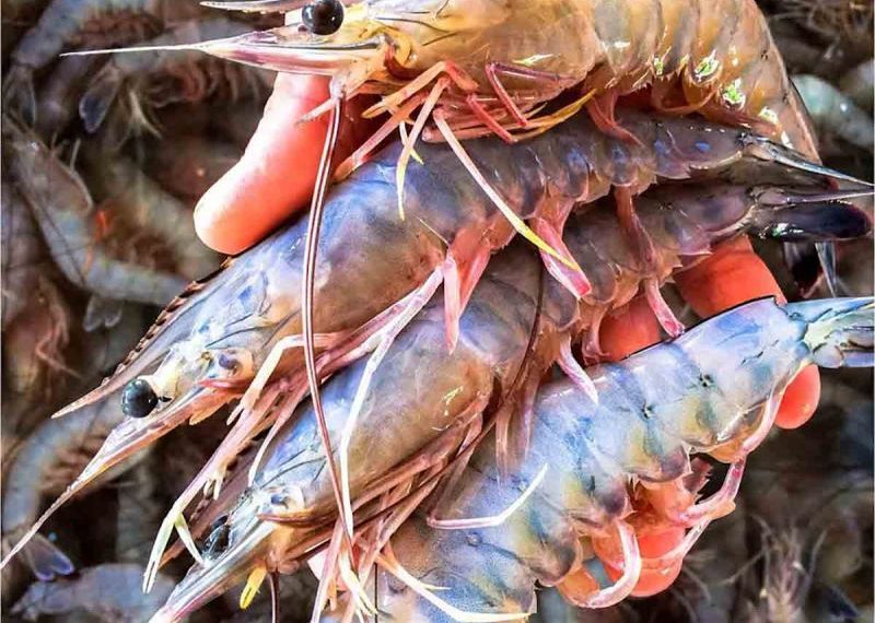 Da a conocer Conapesca fecha para el establecimiento de la veda del camarón en el Océano Pacífico