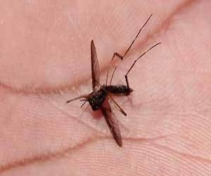 Repuntan 468% casos de dengue en México