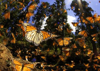 'Caso cerrado', dice Ken Salazar sobre supuesto financiamiento ilegal a campaña de AMLO en 2006