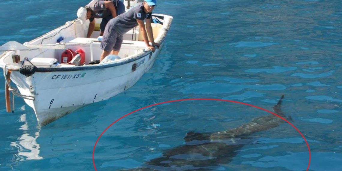 Alertan por avistamiento de tiburón blanco en el Cochórit y Playa del Sol