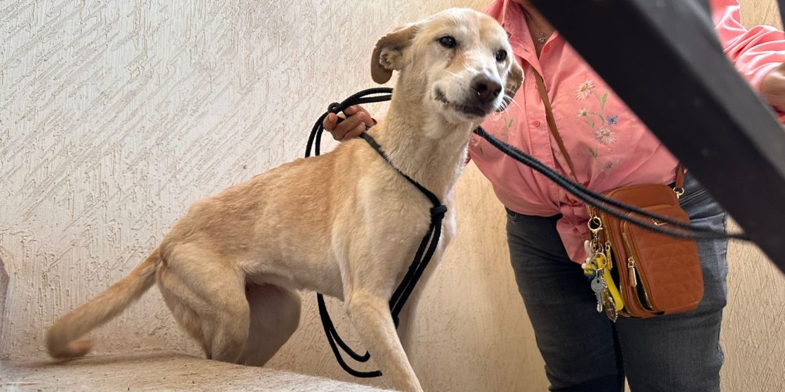 “Hícara” es rescatada de probable maltrato o crueldad animal en Hermosillo