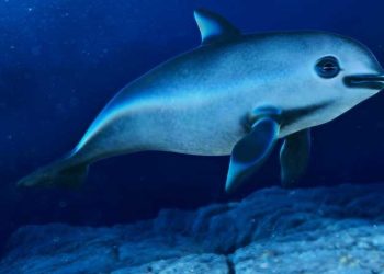 Gobierno anuncia que realizará un nuevo conteo de vaquita marina