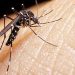 En México, 13 mil casos de dengue; 5 veces más que en 2023