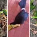 Aves caen muertas por calor extremo en la Huasteca Potosina