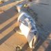 Delfines tienen muertes extrañas en San Carlos