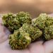 EU reclasifica la mariguana como droga menos peligrosa