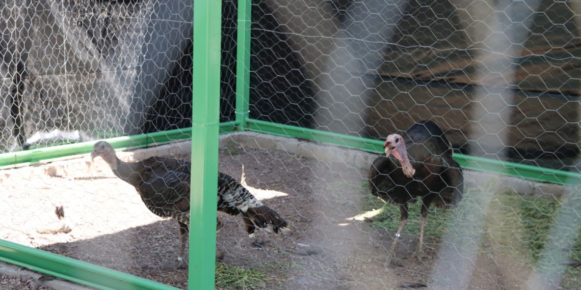 Alberga aviario de Unisierra a especie de gran importancia cinegética