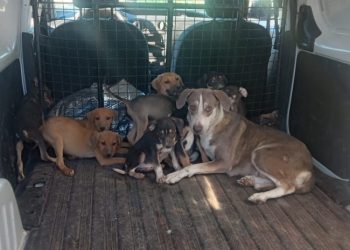 Rescatan a 15 canes por probable maltrato o crueldad en Guaymas