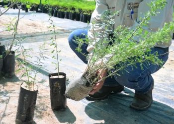 El proceso de reforestación de La Sauceda iniciará con la siembra de más de 13 mil especies