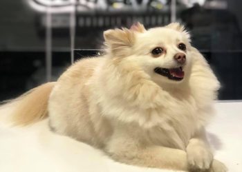 Investiga FGJES posible negligencia en la muerte de la canina “Channel” en Hermosillo