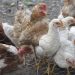 OMS anuncia primera muerte por gripe aviar H5N2 en México