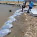 Incentiva el IAES desarrollo económico con repoblamiento de tilapia en “El Molinito”