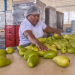 Importación de mango de Michoacán a EU también fue suspendida por agresión a inspectores