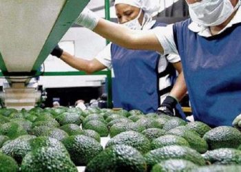 Se acelera exportación y producción de aguacate