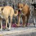 Deambulan 300 mil perros callejeros en Hermosillo; Advierten autoridades