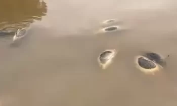 Autoridades investigan reporte en Río Yaqui por el momento no se ha detectado posible fuente de contaminación