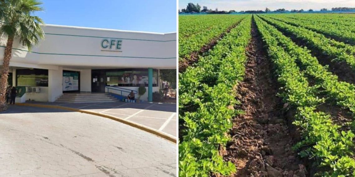 Golpe a productores: no llegó el subsidio y CFE asesta brutal aumento