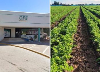 Golpe a productores: no llegó el subsidio y CFE asesta brutal aumento