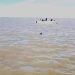 Localizan las autoridades a una mujer flotando en el Golfo de Santa Clara