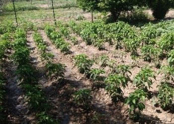 Promueve el Gobierno de Sonora la creación de huertos familiares