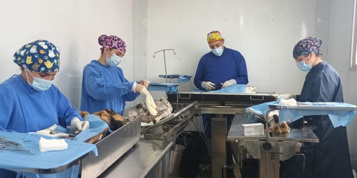 Acerca Gobierno de Sonora servicios gratuitos para población animal 