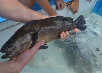 Golpe al tráfico de totoaba: Detienen cargamento con 75 piezas deshidratadas