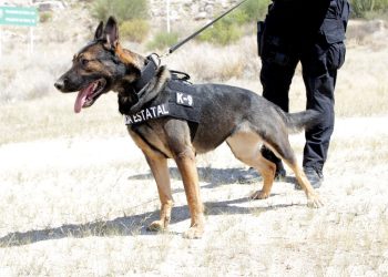 Participan binomios caninos de la Policía Estatal en operativos contra el delito