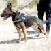 Participan binomios caninos de la Policía Estatal en operativos contra el delito