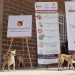 El Gobierno de Sonora refuerza el bienestar animal con esterilizaciones en HMO y Sahuaripa