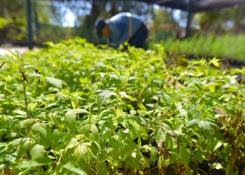 Se obsequiarán árboles nativos el próximo viernes en el Vivero Municipal
