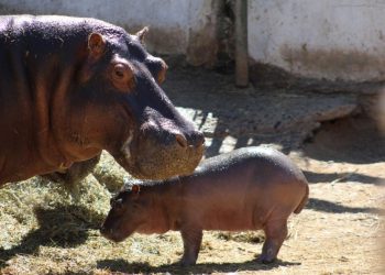 Nace cría de hipopótamo en el Centro Ecológico de Sonora 