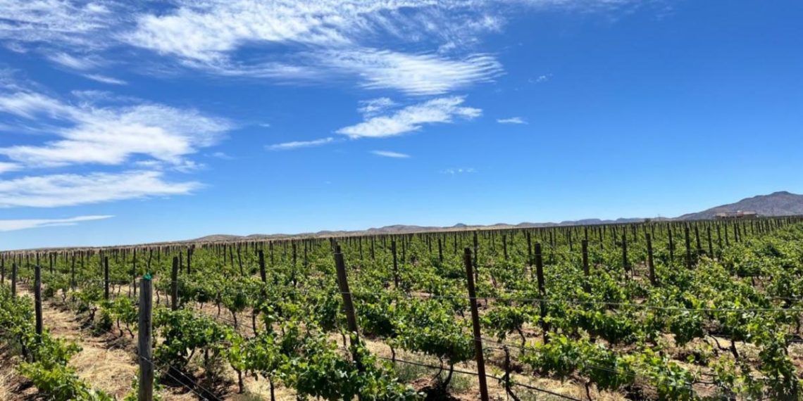Sonora mantiene el primer lugar en producción de uva de mesa en México