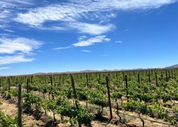 Sonora mantiene el primer lugar en producción de uva de mesa en México 