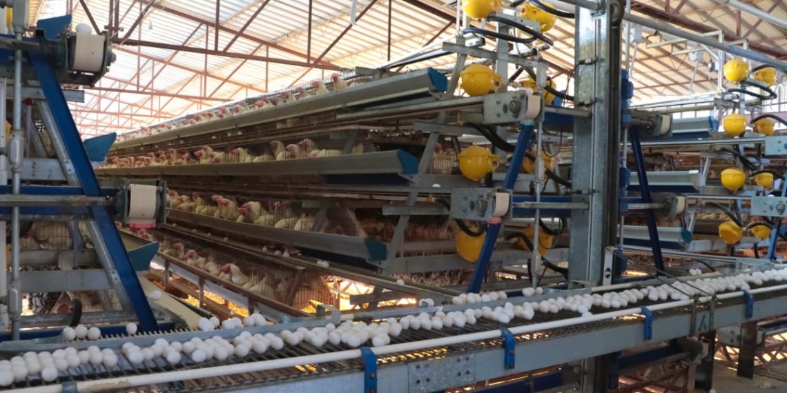 Es Sonora de los principales productores de huevo a nivel nacional