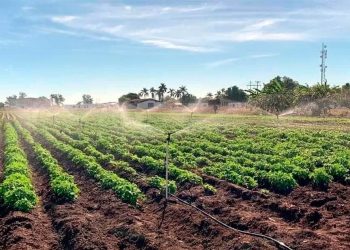 Afecta crisis hídrica a 63% de los cultivos