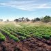 Afecta crisis hídrica a 63% de los cultivos