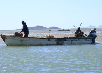 Levantan veda del camarón