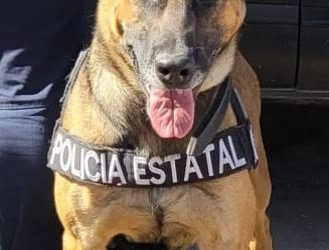 Binomios caninos del Gobierno de Sonora realizan operativo en Hermosillo: SSP