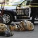 Ocurre en México 10% de homicidios violentos del mundo