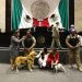 Diputados aprueban reformas en materia de protección de animales
