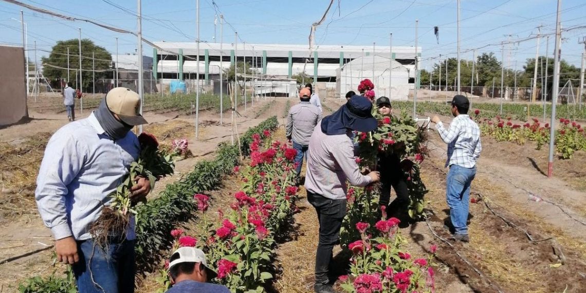 Alumnado de UTE cosecha flor tradicional del Día de Muertos