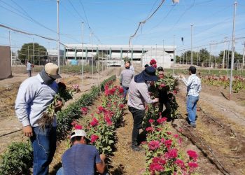 Alumnado de UTE cosecha flor tradicional del Día de Muertos